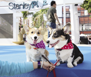 赤柱廣場 領匯首個歡迎狗隻的商場 Stanley Plaza — The Link's first dog-friendly mall